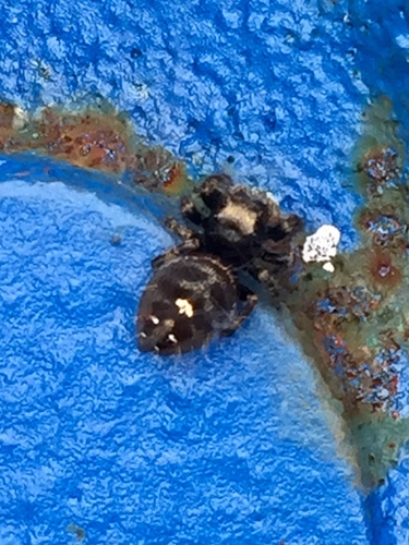 Bold Jumping Spider photographed in Connecticut