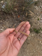 Bouteloua pectinata