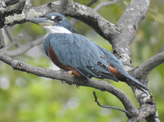 Megaceryle torquata