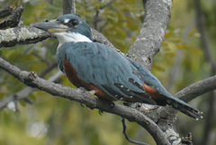 Megaceryle torquata