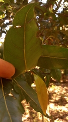 Cryptocarya microneura