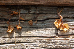 Marasmiineae