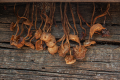 Marasmiineae