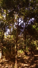 Cryptocarya microneura