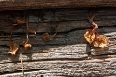 Marasmiineae