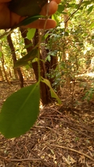 Elaeodendron australe