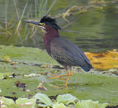 Butorides virescens
