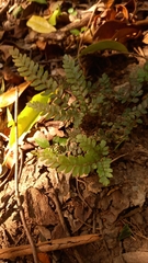 Adiantum hispidulum