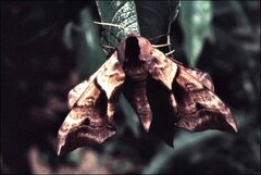 Smerinthus ocellata