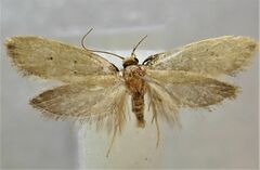 Tingena chloradelpha