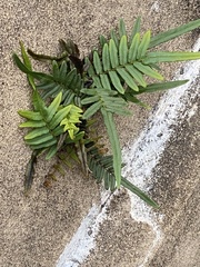 Pteris vittata