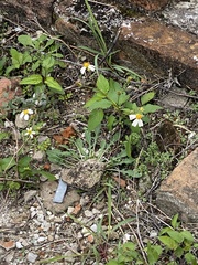 Bidens alba