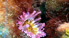 Telmatactis cricoides