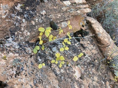 Frangula betulifolia