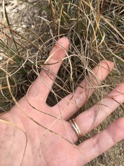 Bouteloua pectinata