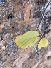 Frangula betulifolia