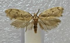 Tingena innotella