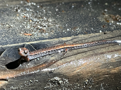 Batrachoseps attenuatus