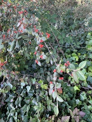 Cotoneaster simonsii
