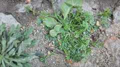 Cyclospermum leptophyllum