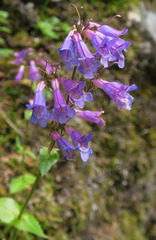 Penstemon ovatus