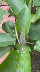 Piper auritum