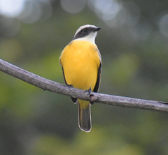 Myiozetetes similis