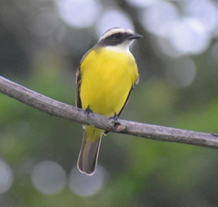 Myiozetetes similis