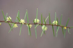Acacia neobrachycarpa