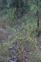 Acacia neobrachycarpa