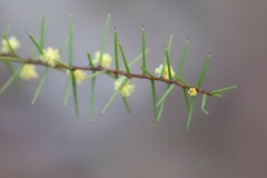 Acacia neobrachycarpa