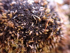 Scytinium lichenoides