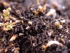 Scytinium lichenoides