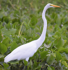 Ardea alba