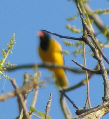 Oriolus xanthornus