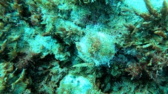 Sphaerechinus granularis