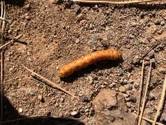 Anisota oslari