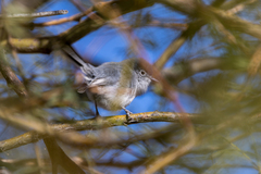 Polioptila melanura