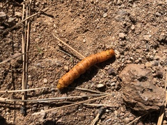 Anisota oslari