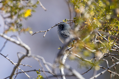 Polioptila melanura