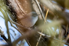 Polioptila melanura
