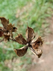 Hibiscus macrophyllus