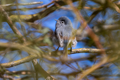 Polioptila melanura