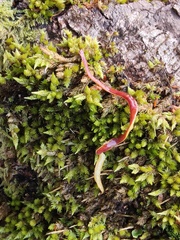 Arthurdendyus testaceus