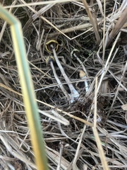 Psilocybe azurescens
