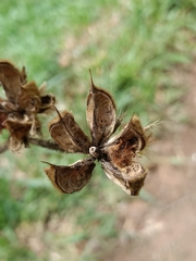 Hibiscus macrophyllus