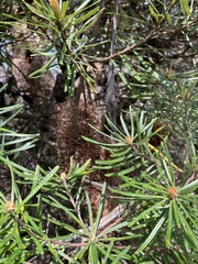 Banksia collina