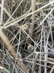 Psilocybe azurescens