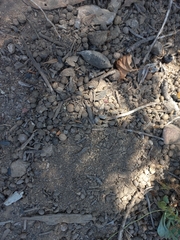 Oryctolagus cuniculus