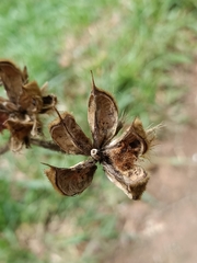 Hibiscus macrophyllus